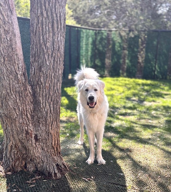 Otis